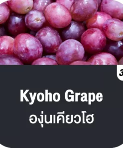 vmc 12000 puff kyoho grape